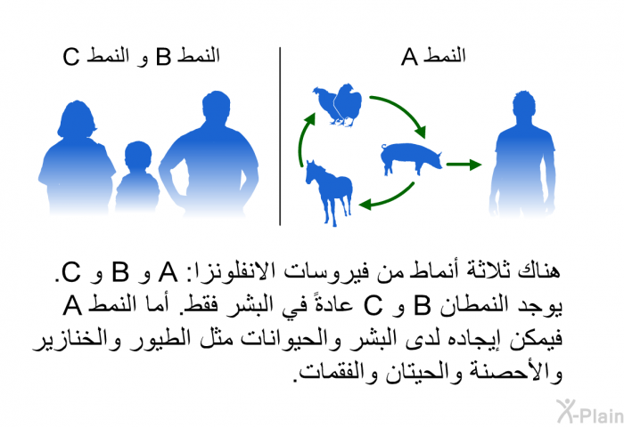هناك ثلاثة أنماط من فيروسات الانفلونزا: A و B و C. يوجد النمطان B و C عادةً في البشر فقط. أما النمط A فيمكن إيجاده لدى البشر والحيوانات مثل الطيور والخنازير والأحصنة والحيتان والفقمات.