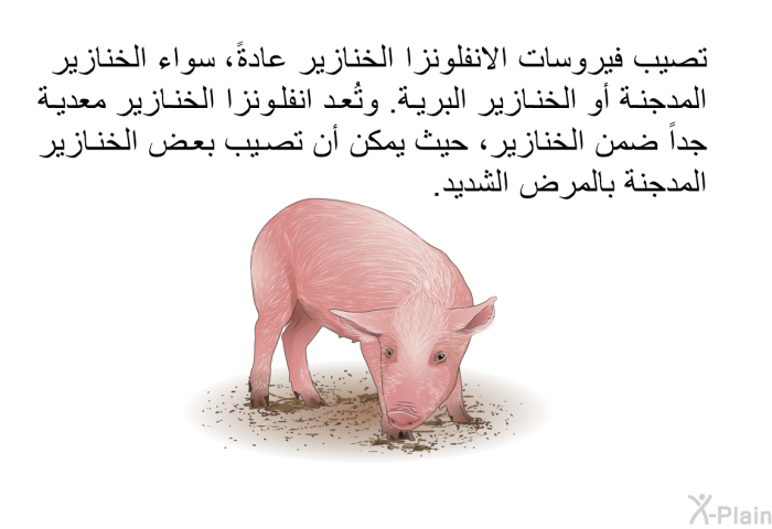 تصيب فيروسات الانفلونزا الخنازير عادةً، سواء الخنازير المدجنة أو الخنازير البرية. وتُعد انفلونزا الخنازير معدية جداً ضمن الخنازير.، حيث يمكن أن تصيب بعض الخنازير المدجنة بالمرض الشديد.