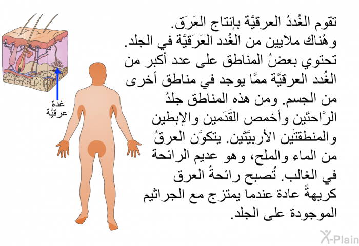 تقوم الغُددُ العرقيَّة بإنتاج العَرَق. وهُناك ملايين من الغُدد العَرَقيَّة في الجلد. تحتوي بعضُ المناطق على عدد أكبر من الغُدد العرقيَّة ممَّا يوجد في مناطق أُخرى من الجسم. ومن هذه المناطق جِلدُ الرَّاحتَين وأخمص القَدَمين والإبطين والمنطقتَين الأُربيَّتَين. يتكوَّن العرقُ من الماء والملح، وهو عديم الرائحة في الغالب. تُصبح رائحةُ العرق كريهةً عادة عندما يمتزج مع الجراثيم الموجودة على الجلد.