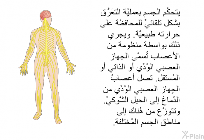 يتحكَّم الجسم بعمليَّة التعَرُّق بشكل تلقائيٍّ للمحافظة على حرارته طبيعيَّة. ويجري ذلك بواسطة منظومة من الأعصاب تُسمَّى الجِهاز العصبي الوُدِّي أو الذاتي أو المُستقل. تصِل أعصابُ الجِهاز العصبي الوُدِّي من الدِّماغ إلى الحبل الشَّوكيِّ. وتتوزَّع من هُناك إلى مناطق الجسم المُختلفة.