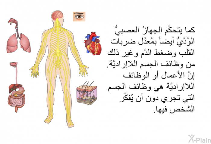 كما يتحكَّم الجهازُ العصبيُّ الوُدِّيُّ أيضاً بمُعدَّل ضربات القلب وضغط الدَّم وغير ذلك من وظائف الجسم اللاإراديَّة. إنَّ الأعمال أو الوظائف اللاإراديَّة هي وظائف الجسم التي تجري دون أن يُفكِّر الشخص فيها.