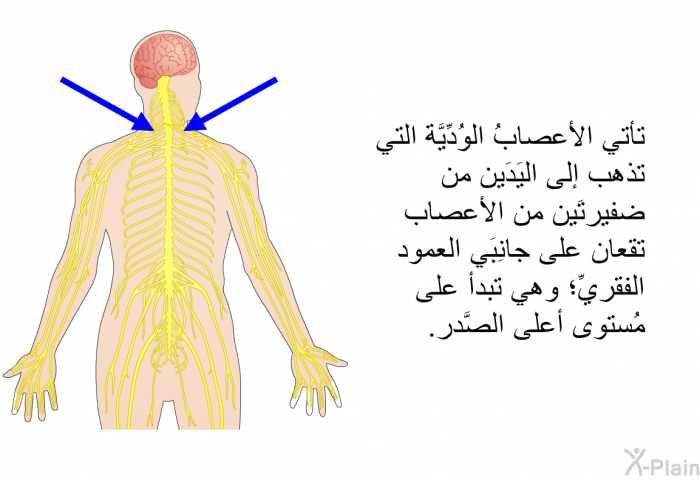 تأتي الأعصابُ الوُدِّيَّة التي تذهب إلى اليَدَين من ضفيرتَين من الأعصاب تقعان على جانِبَي العمود الفقريِّ؛ وهي تبدأ على مُستوى أعلى الصَّدر.