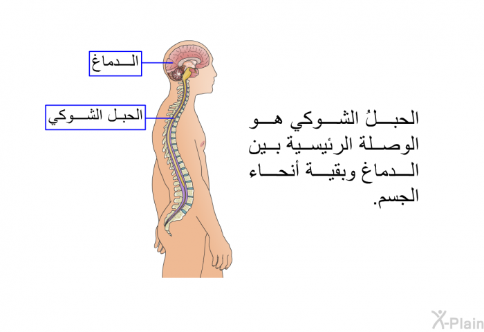 الحبلُ الشوكي هو الوصلة الرئيسية بين الدماغ وبقية أنحاء الجسم.
