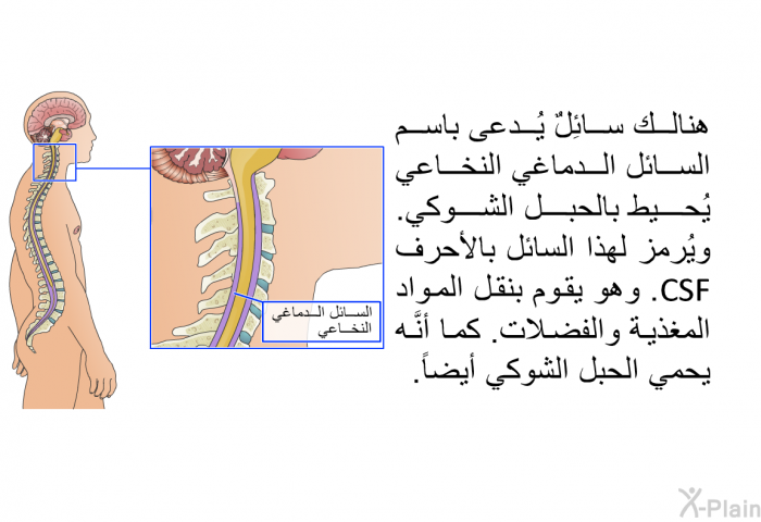 هنالك سائِلٌ يُدعى باسم السائل الدماغي النخاعي يُحيط بالحبل الشوكي. ويُرمز لهذا السائل بالأحرف CSF. وهو يقوم بنقل المواد المغذية والفضلات. كما أنَّه يحمي الحبل الشوكي أيضاً.