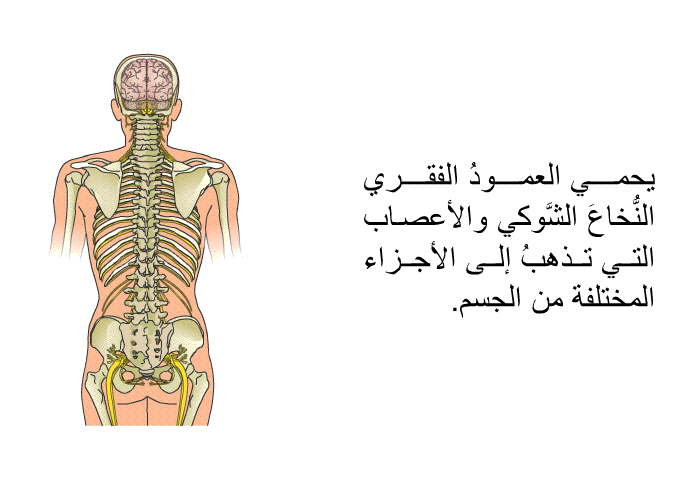 يحمي العمودُ الفقري النُّخاعَ الشَّوكي والأعصاب التي تذهبُ إلى الأجزاء المختلفة من الجسم.