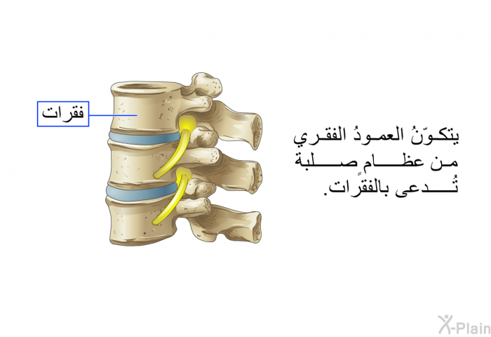 يتكوّنُ العمودُ الفقري من عظامٍ صلبة تُدعى بالفقرات.