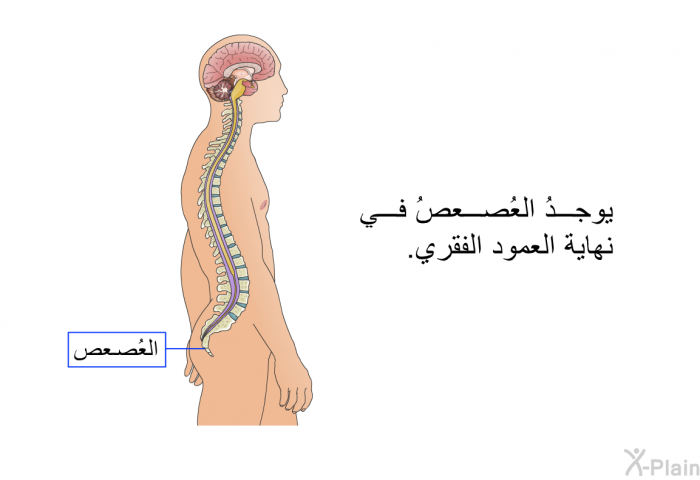 يوجدُ العُصعصُ في نهاية العمود الفقري.