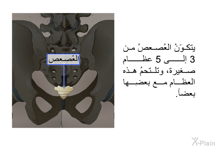 يتكوّنُ العُصعصُ من 3 إلى 5 عظام صغيرة، وتلتحمُ هذه العظام مع بعضِها بعضاً.