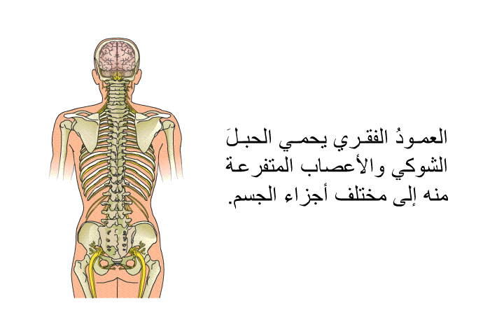 العمودُ الفقري يحمي الحبلَ الشوكي والأعصاب المتفرعة منه إلى مختلف أجزاء الجسم.