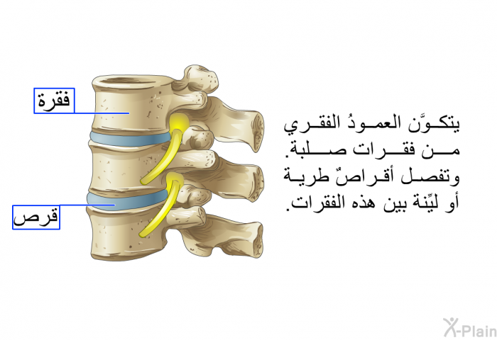 يتكوَّن العمودُ الفقري من فقرات صلبة. وتفصل أقراصٌ طرية أو ليِّنة بين هذه الفقرات.