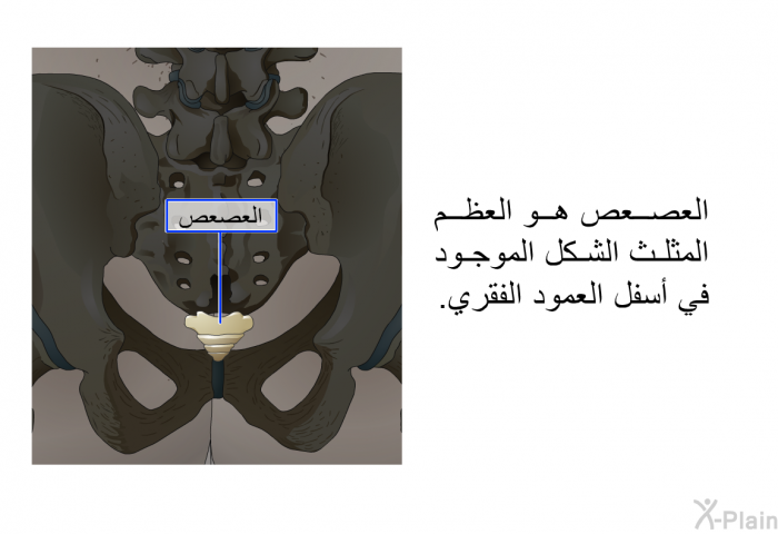 العصعص هو العظم المثلث الشكل الموجود في أسفل العمود الفقري.