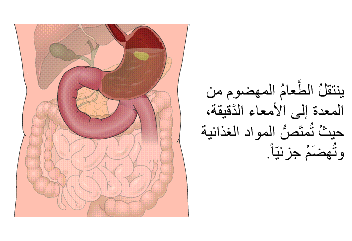 ينتقلُ الطَّعامُ المهضوم من المعدة إلى الأمعاء الدَّقيقة، حيثُ تُمتَصُّ المواد الغذائية وتُهضَمُ جزئيّاً.