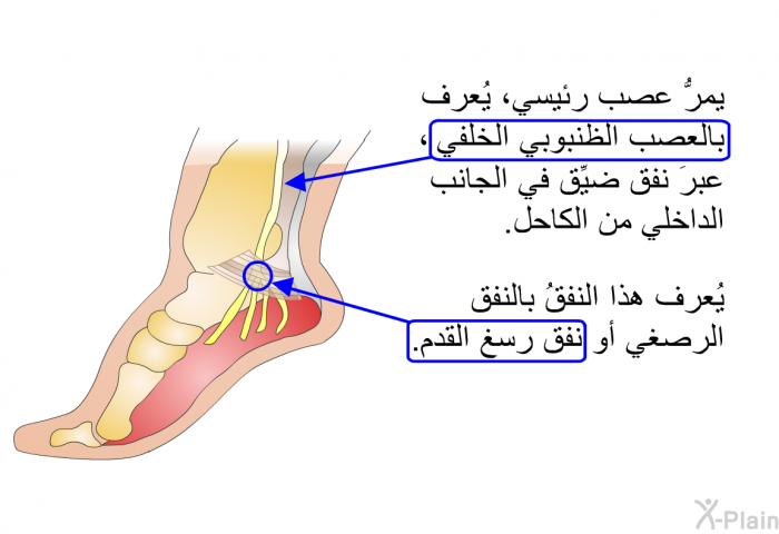 يمرُّ عصبٌ رئيسي، يُعرف بالعصب الظنبوبي الخلفي، عبرَ نفق ضيِّق في الجانب الداخلي من الكاحل. يُعرف هذا النفقُ بالنفق الرصغي أو نفق رسغ القدم.