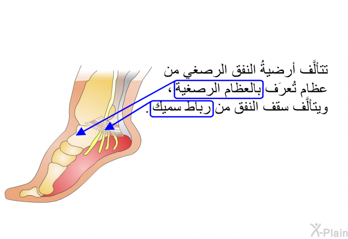 تتألَّف أرضيةُ النفق الرصغي من عظام تُعرَف بالعظام الرصغية، ويتألَّف سقف النفق من رباط سميك.