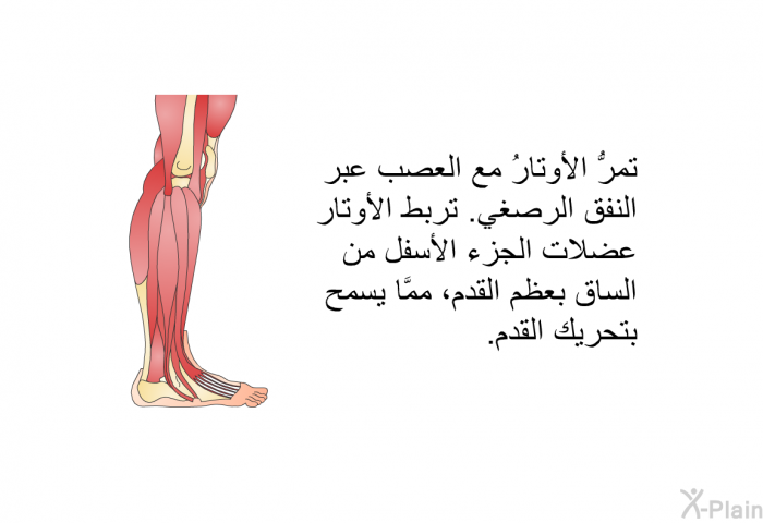 تمرُّ الأوتارُ مع العصب عبر النفق الرصغي. تربط الأوتار عضلات الجزء الأسفل من الساق بعظم القدم، ممَّا يسمح بتحريك القدم.