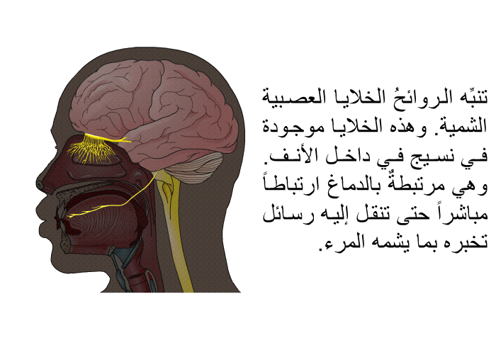 تنبِّه الروائحُ الخلايا العصبية الشمية. وهذه الخلايا موجودة في نسيج في داخل الأنف. وهي مرتبطةٌ بالدماغ ارتباطاً مباشراً حتى تنقل إليه رسائل تخبره بما يشمه المرء.
