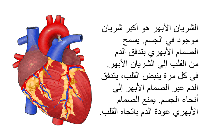 الشريان الأبهر هو أكبر شريان موجود في الجسم. يسمح الصمام الأبهري بتدفق الدم من القلب إلى الشريان الأبهر. في كل مرة ينبض القلب، يتدفق الدم عبر الصمام الأبهر إلى أنحاء الجسم. يمنع الصمام الأبهري عودة الدم باتجاه القلب.