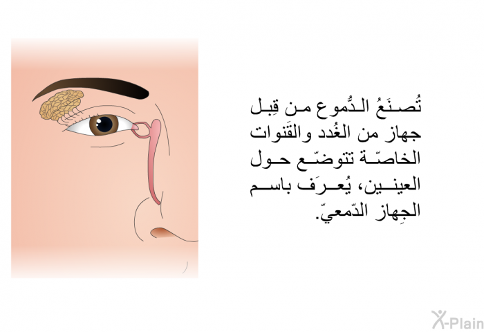 تُصنَعُ الدُّموع من قِبل جهاز من الغُدد والقَنوات الخاصّة تتوضّع حول العينين، يُعرَف باسم الجِهاز الدّمعيّ.