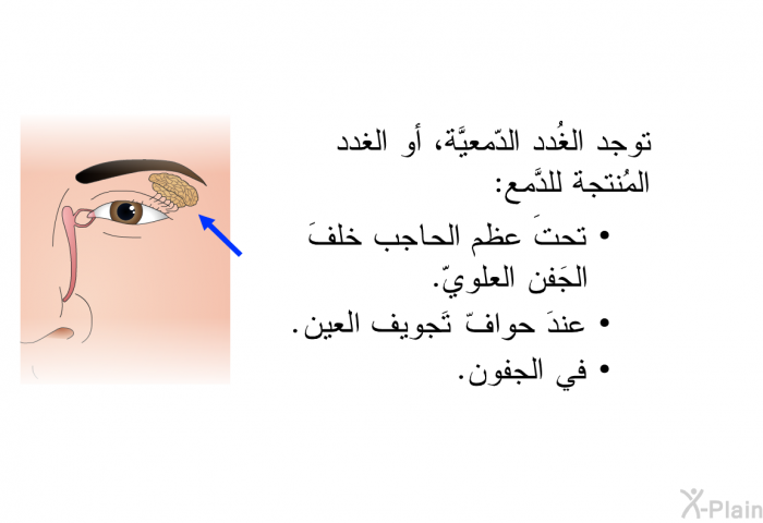 توجد الغُدد الدّمعيَّة، أو الغدد المُنتجة للدَّمع:   تحتَ عظم الحاجب خلفَ الجَفن العلويّ.  عندَ حوافّ تجويف العين.  في الجفون.