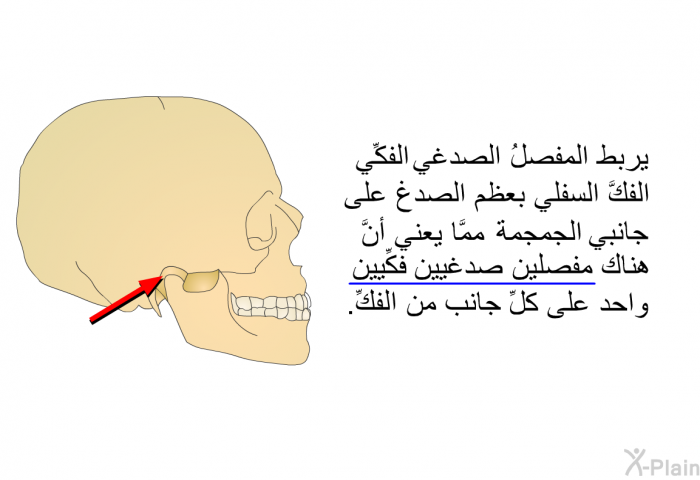 يربط المفصلُ الصدغي الفكِّي الفكَّ السفلي بعظم الصدغ على جانبي الجمجمة، ممَّا يعني أنَّ هناك مفصلين صدغيين فكِّيين، واحد على كلِّ جانب من الفكِّ.