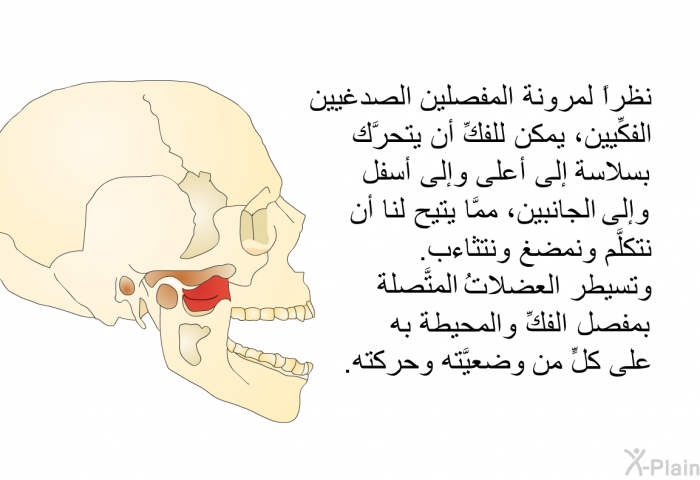 نظراً لمرونة المفصلين الصدغيين الفكِّيين، يمكن للفكِّ أن يتحرَّك بسلاسة إلى أعلى وإلى أسفل وإلى الجانبين، ممَّا يتيح لنا أن نتكلَّم ونمضغ ونتثاءب. وتسيطر العضلاتُ المتَّصلة بمفصل الفكِّ والمحيطة به على كلٍّ من وضعيَّته وحركته.