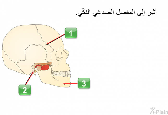 أشِر إلى المفصل الصدغي الفكِّي، واختر واحداً من الخيارات التالية.