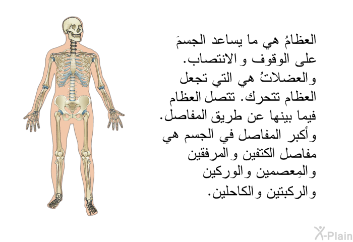 العظامُ هي ما يساعد الجسمَ على الوقوف والانتصاب. والعضلاتُ هي التي تجعل العظام تتحرك. تتصل العظام فيما بينها عن طريق المفاصل. وأكبر المفاصل في الجسم هي مفاصل الكتفين والمرفقين والمِعصمين والوركين والركبتين والكاحلين.