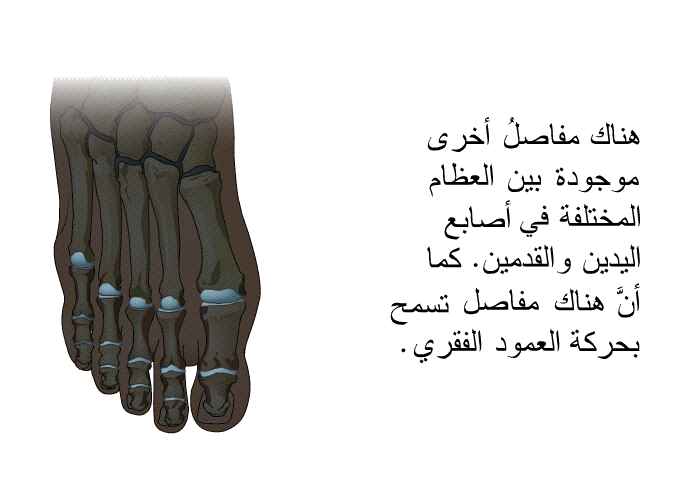 هناك مفاصلُ أخرى موجودة بين العظام المختلفة في أصابع اليدين والقدمين. كما أنَّ هناك مفاصل تسمح بحركة العمود الفقري.