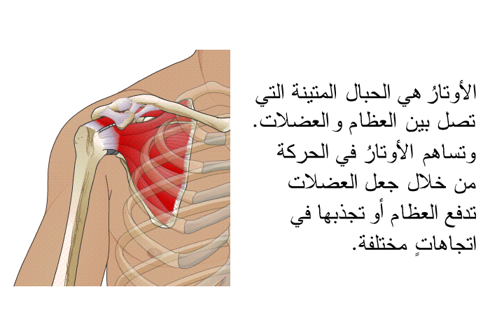 الأوتارُ هي الحبال المتينة التي تصل بين العظام والعضلات. وتساهم الأوتارُ في الحركة من خلال جعل العضلات تدفع العظام أو تجذبها في اتجاهاتٍ مختلفة.