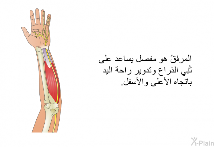 المرفقُ هو مفصل يساعد على ثَنِي الذراع وتدوير راحة اليد باتجاه الأعلى والأسفل.