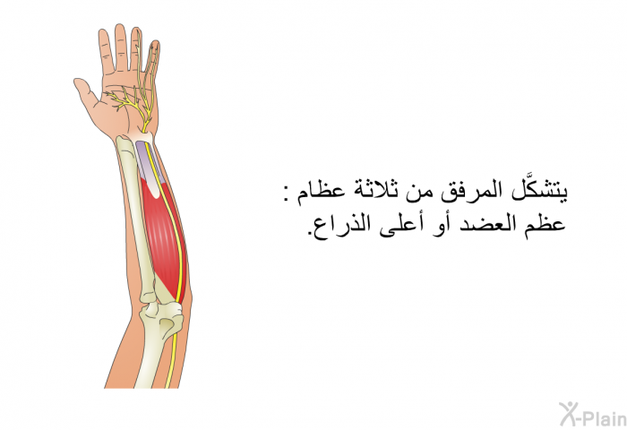 يتشكَّل المرفق من ثلاثة عظام: عظم العضد أو أعلى الذراع.