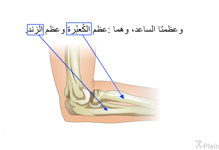 وعظمتا الساعد، وهما: عظم الكُعبُرة وعظم الزند.