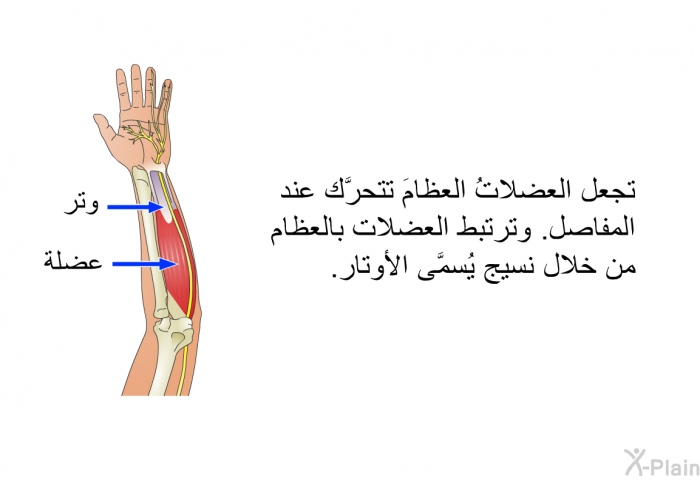 تجعل العضلاتُ العظامَ تتحرَّك عند المفاصل. وترتبط العضلات بالعظام من خلال نسيج يُسمَّى الأوتار.