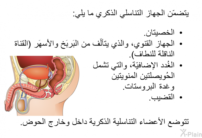 يتضمّن الجهاز التناسلي الذكري ما يلي:  الخصيتان. الجهاز القنوي، والذي يتألّف من البَربَخ والأَسهَر (القناة الناقلة للنطاف). الغُدد الإضافيّة، والتي تشمل الحُويصلتين المنويتين وغدة البروستات. القضيب.  
 تتوضّع الأعضاء التناسلية الذكرية داخل وخارج الحوض.