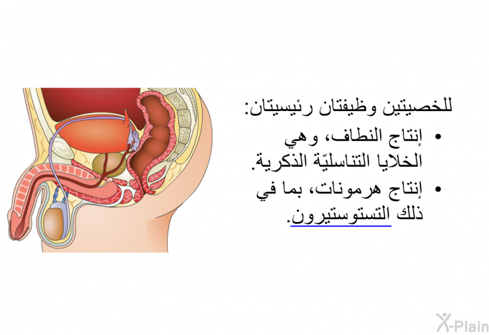 للخصيتين وظيفتان رئيسيتان:  إنتاج النطاف، وهي الخلايا التناسليّة الذكرية. إنتاج هرمونات، بما في ذلك التستوستيرون.