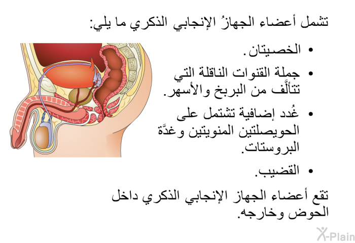 تشمل أعضاء الجهازُ الإنجابي الذكري ما يلي:  الخصيتان. جملة القنوات الناقلة التي تتألَّف من البربخ والأسهَر. غُدد إضافية تشتمل على الحويصلتين المنويتين وغدَّة البروستات. القضيب.  
 تقع أعضاء الجهاز الإنجابي الذكري داخل الحوض وخارجه.