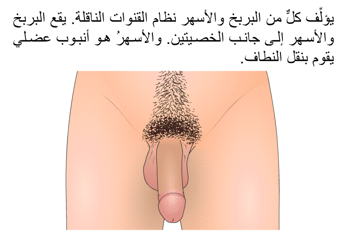 يؤلِّف كلٌّ من البربخ والأسهر نظام القنوات الناقلة. يقع البربخ والأسهر إلى جانب الخصيتين. والأسهرُ هو أنبوب عضلي يقوم بنقل النطاف.
