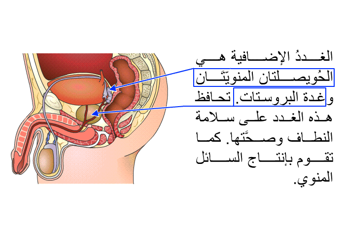 الغددُ الإضافية هي الحُويصلتان المنويّتَان وغدة البروستات. تحافظ هذه الغدد على سلامة النطاف وصحَّتها. كما تقوم بإنتاج السائل المنوي.