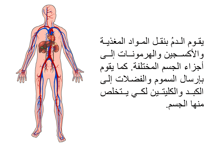 يقوم الدمُ بنقل المواد المغذية والأكسجين والهرمونات إلى أجزاء الجسم المختلفة. كما يقوم بإرسال السموم والفضلات إلى الكبد والكليتين لكي يتخلص منها الجسم.