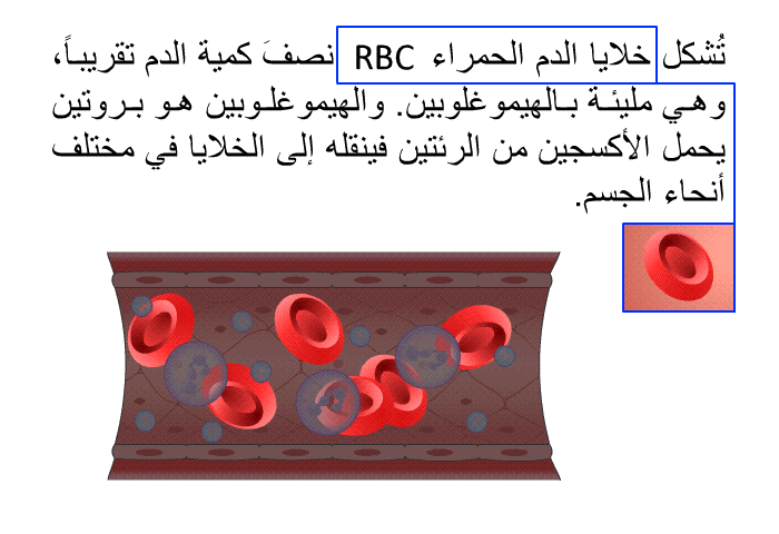 تُشكل خلايا الدم الحمراء RBC نصفَ كمية الدم تقريباً، وهي مليئة بالهيموغلوبين. والهيموغلوبين هو بروتين يحمل الأكسجين من الرئتين فينقله إلى الخلايا في مختلف أنحاء الجسم.
