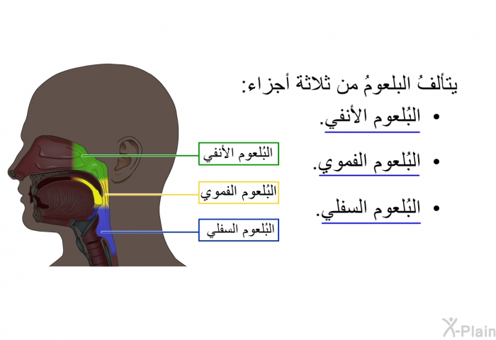 يتألفُ البلعومُ من ثلاثة أجزاء:  البُلعوم الأنفي. البُلعوم الفموي. البُلعوم السفلي.