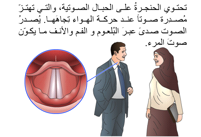 تحتوي الحنجرةُ على الحبال الصوتية، والتي تهتزّ مُصدِرة صوتاً عند حركة الهواء تِجاهَها. يُصدرُ الصوت صدىً عبرَ البُلعومِ و الفمِ والأنفِ ما يكوّن صوتَ المرء.