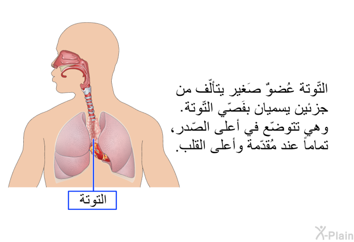 التّوتة عُضوٌ صَغير يتألّف من جزئين يسميان بفَصّي التّوتة. وهي تتوضّع في أعلى الصّدر، تماماً عند مُقدّمة وأعلى القلب.