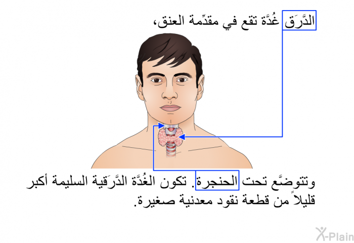 الدَّرَق غُدَّة تقع في مقدِّمة العنق، وتتوضَّع تحت الحنجرة. تكون الغُدَّة الدَّرَقية السليمة أكبر قليلاً من قطعة نقود معدنية صغيرة.