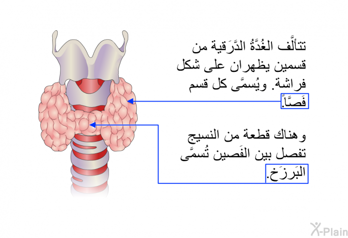 تتألَّف الغُدَّةُ الدَّرَقية من قسمين يظهران على شكل فراشة. ويُسمَّى كل قسم فَصَّاً. وهناك قطعة من النسيج تفصل بين الفَصين تُسمَّى البَرزَخ.