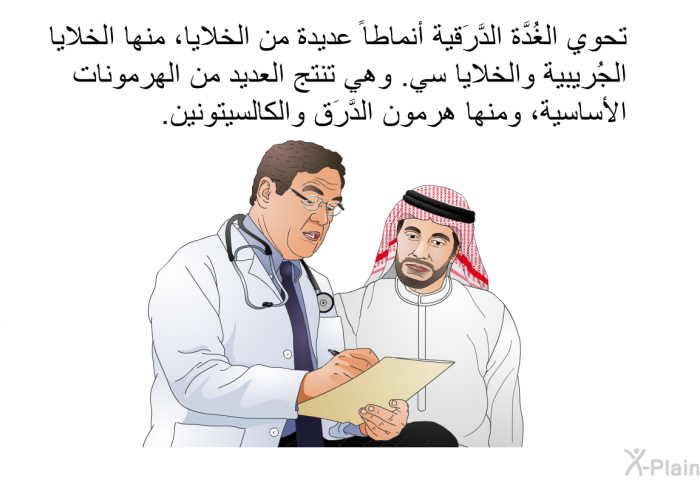 تحوي الغُدَّة الدَّرَقية أنماطاً عديدة من الخلايا، منها الخلايا الجُريبية والخلايا سي. وهي تنتج العديد من الهرمونات الأساسية، ومنها هرمون الدَّرَق والكالسيتونين.