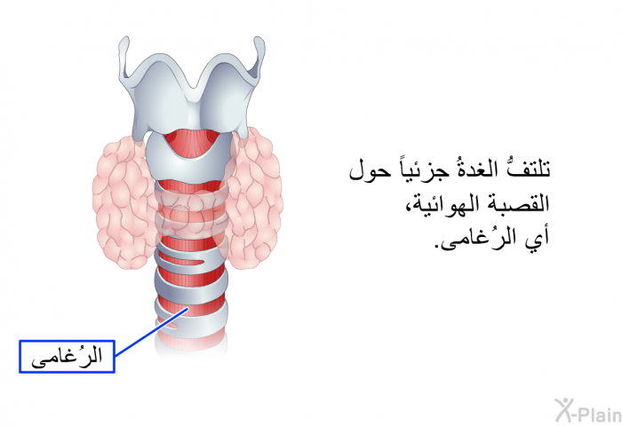 تلتفُّ الغدةُ جزئياً حول القصبة الهوائية، أي الرُغامى.