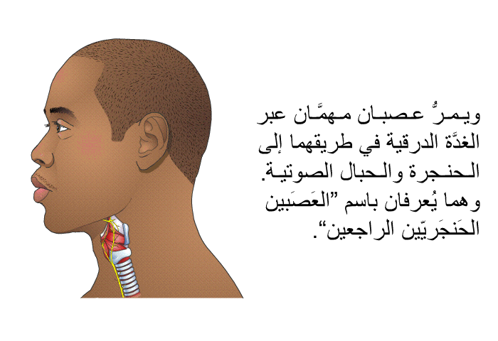 ويمرُّ عصبان مهمَّان عبر الغدَّة الدرقية في طريقهما إلى الحنجرة والحبال الصوتية. وهما يُعرفان باسم "العَصَبين الحَنجَريّين الراجعين".
