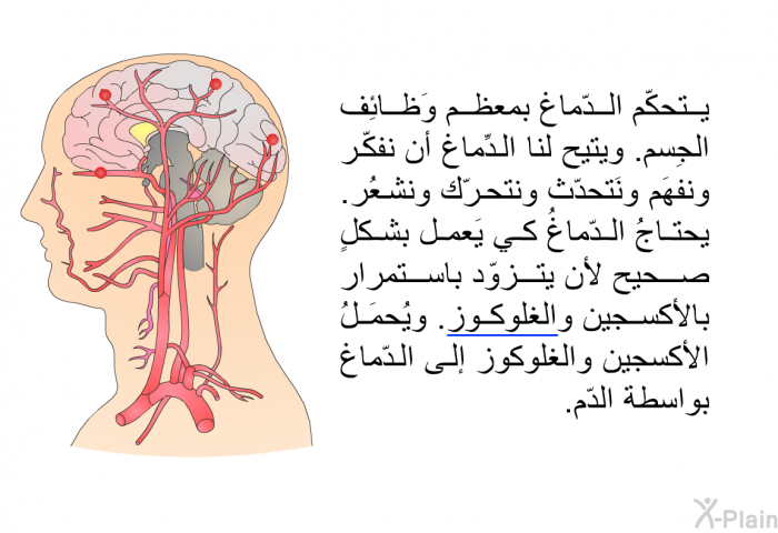 يتحكّم الدّماغ بمعظم وَظائِف الجِسم. ويتيح لنا الدِّماغ أن نفكّر ونفهَم ونَتحدّث ونتحرّك ونشعُر. يحتاجُ الدّماغُ كي يَعمل بشكلٍ صحيح لأن يتزوّد باستمرار بالأكسجين والغلوكوز. ويُحمَلُ الأكسجين والغلوكوز إلى الدّماغ بواسطة الدّم.