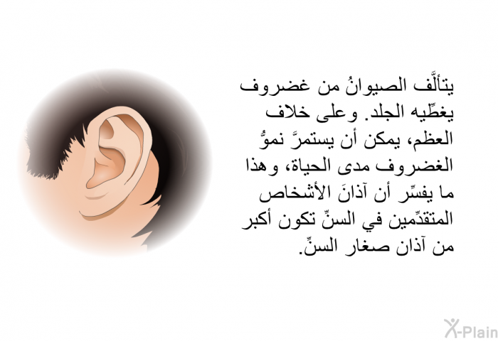 يتألَّف الصيوانُ من غضروف يغطِّيه الجلد. وعلى خلاف العظم، يمكن أن يستمرَّ نموُّ الغضروف مدى الحياة، وهذا ما يفسِّر أن آذانَ الأشخاص المتقدِّمين في السنِّ تكون أكبر من آذان صغار السنِّ.